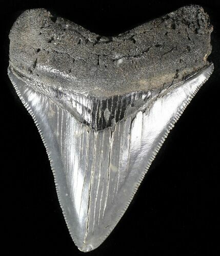 Serrated, Juvenile Megalodon Tooth #56527